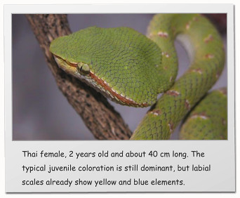 Thai female, 2 years old and about 40 cm long. The typical juvenile coloration is still dominant, but labial scales already show yellow and blue elements.