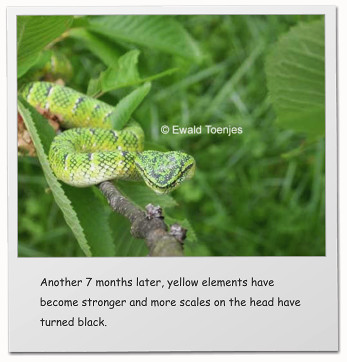 Another 7 months later, yellow elements have become stronger and more scales on the head have turned black.