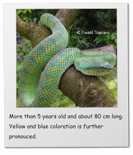 More than 5 years old and about 80 cm long. Yellow and blue coloration is further pronouced.
