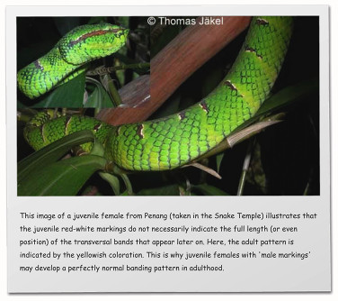 This image of a juvenile female from Penang (taken in the Snake Temple) illustrates that the juvenile red-white markings do not necessarily indicate the full length (or even position) of the transversal bands that appear later on. Here, the adult pattern is indicated by the yellowish coloration. This is why juvenile females with 'male markings' may develop a perfectly normal banding pattern in adulthood.