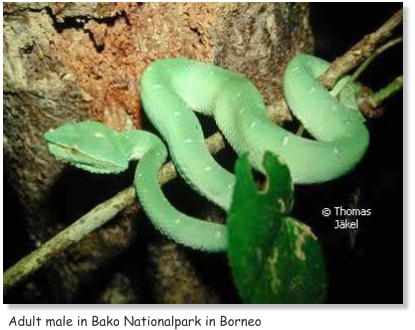 Adult male in Bako Nationalpark in Borneo